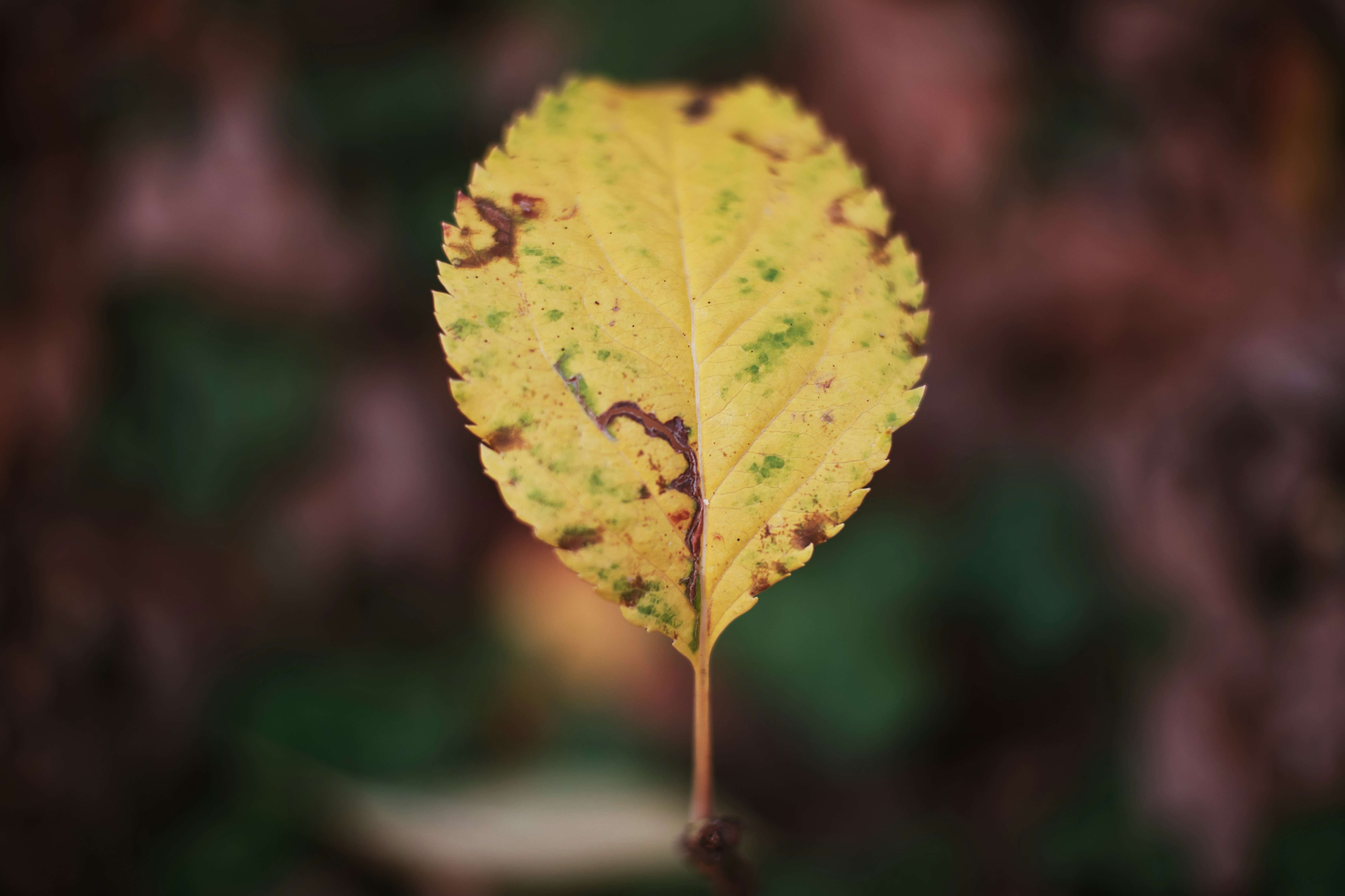 ovate yellow leaf